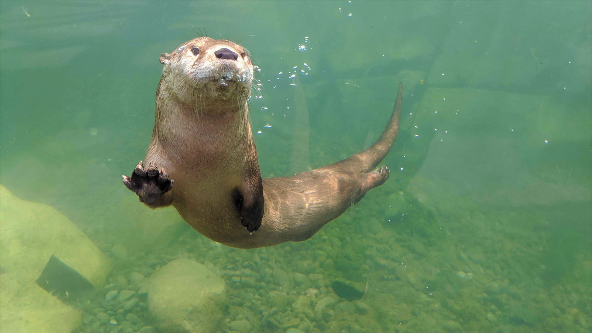 otter swimming at sequoia park zoo