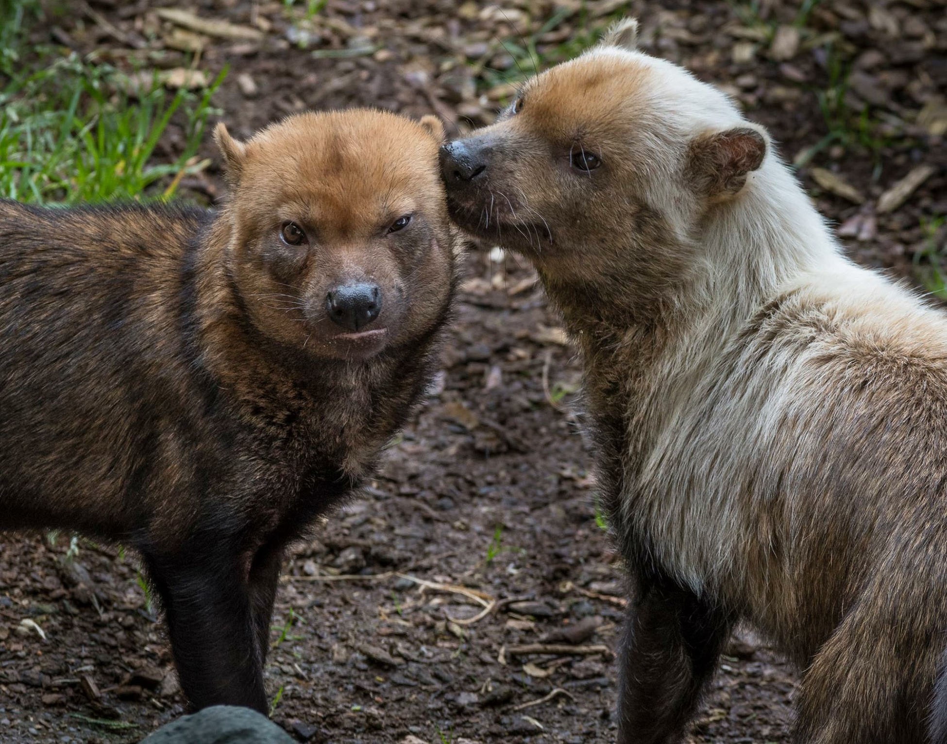 bush dogs at sequoia park zoo