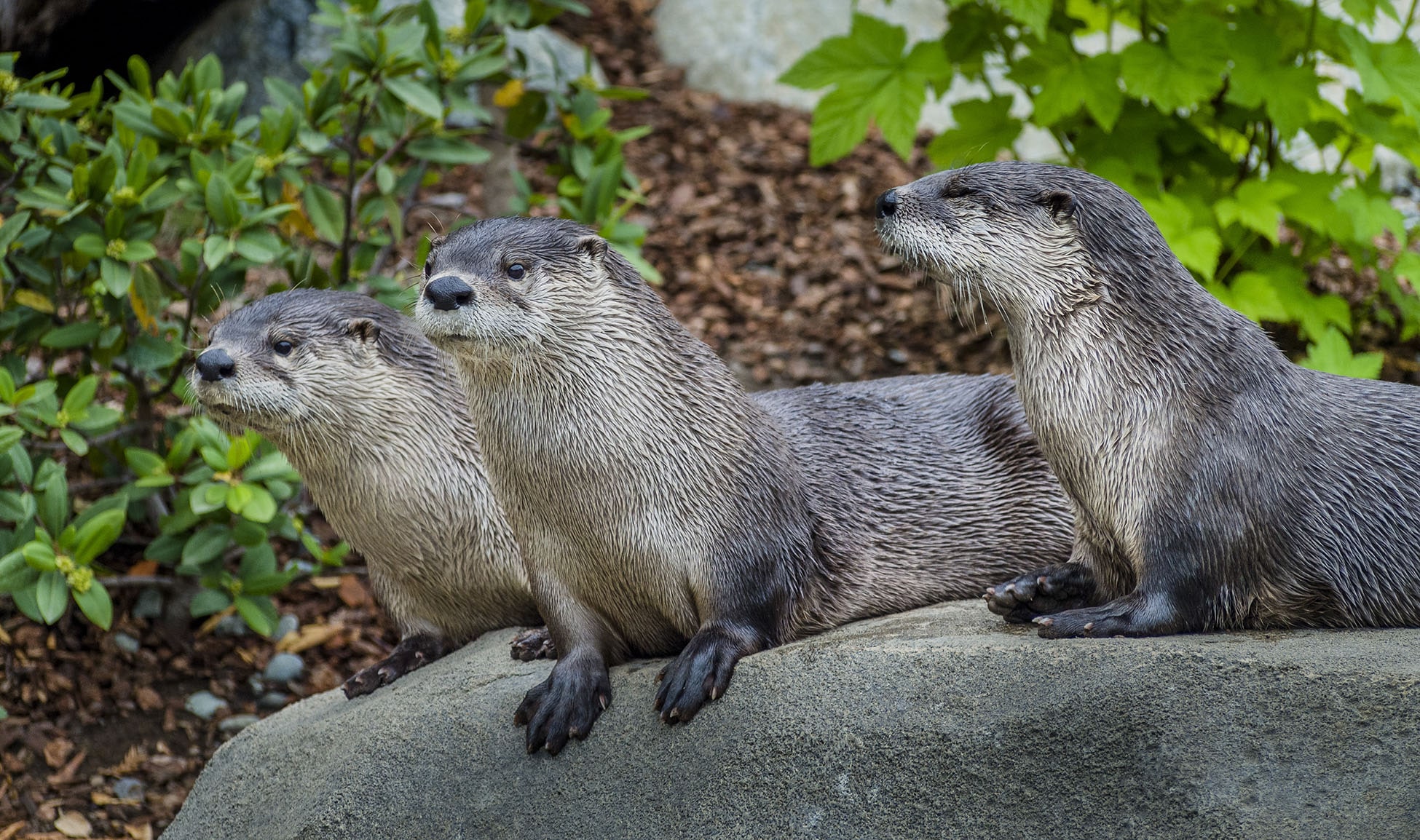 otters at sequoia park zoo