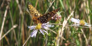 Oregon Silverspot butterfly