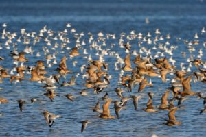 shorebirds in flight over the water