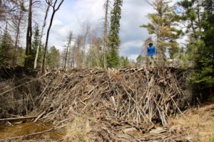 ben goldfarb on a massive beaver dam