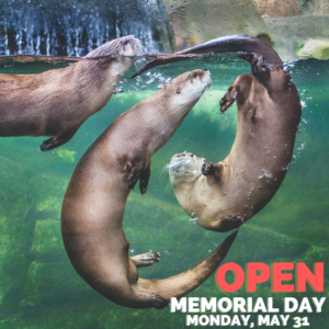 Otters playing at Sequoia Park Zoo, which is open Memorial Day 2021