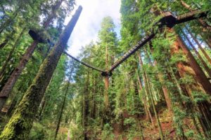 redwood sky walk platforms