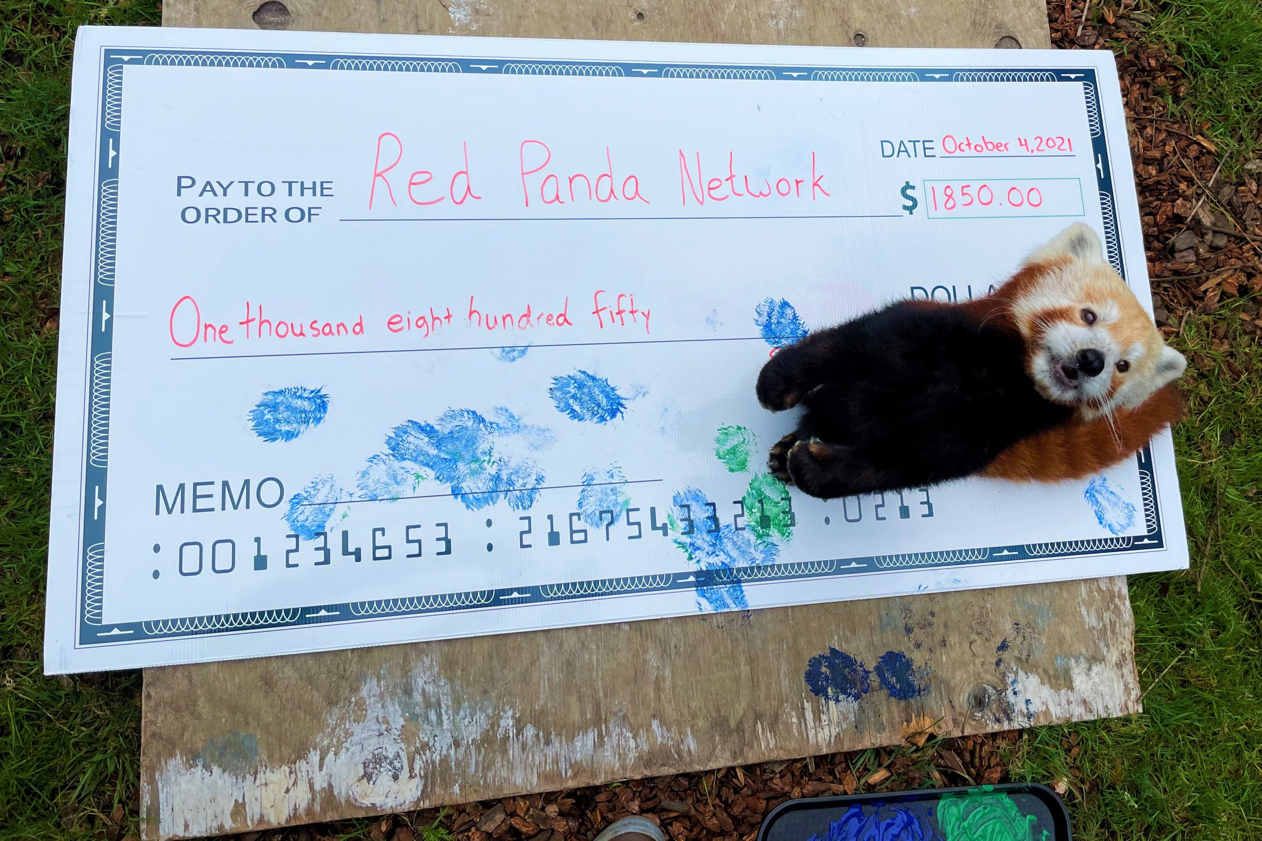 A red panda signs a check to donate to the Red Panda Network.