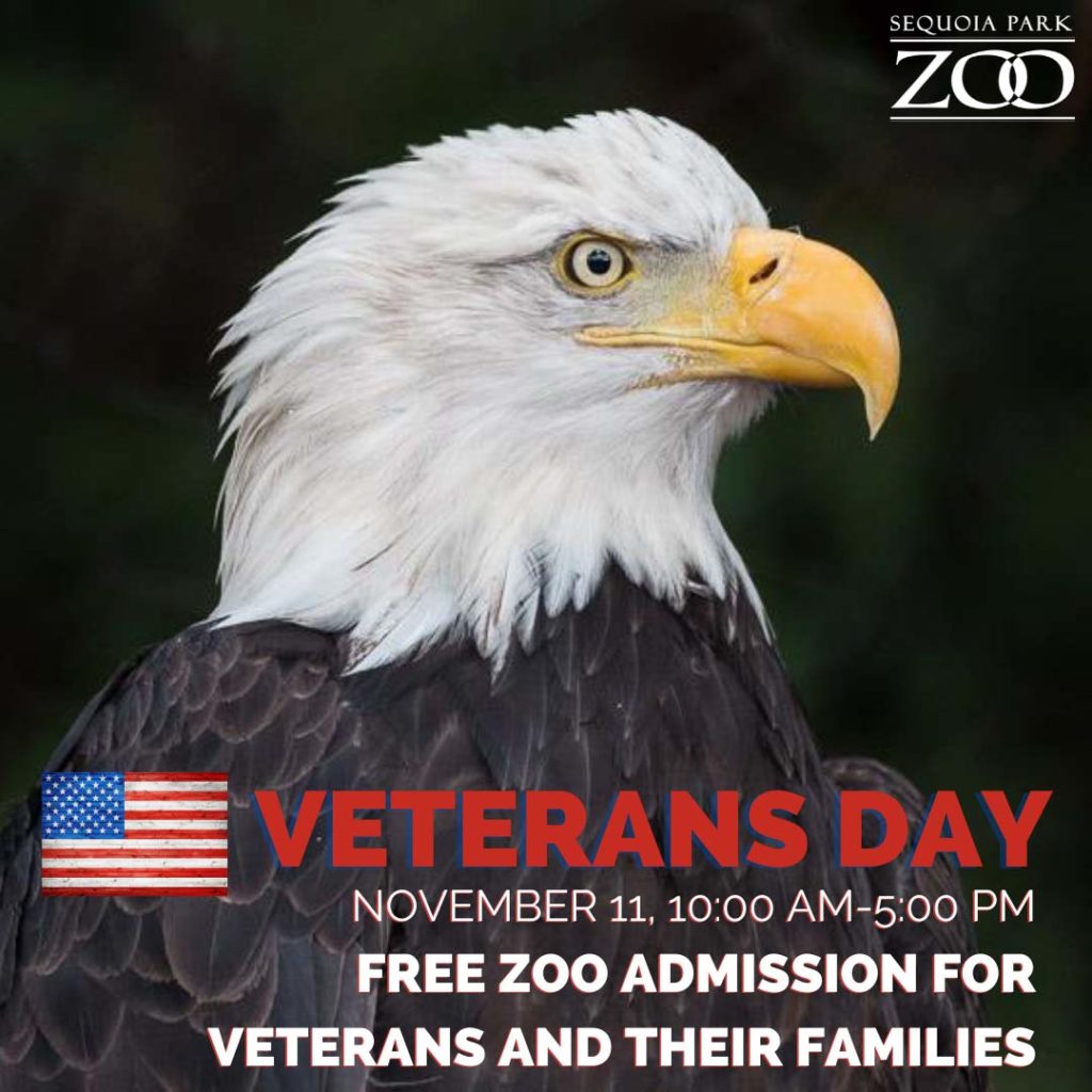 free admission at sequoia park zoo on veteran's day bald eagle photo credit by greg nyquist