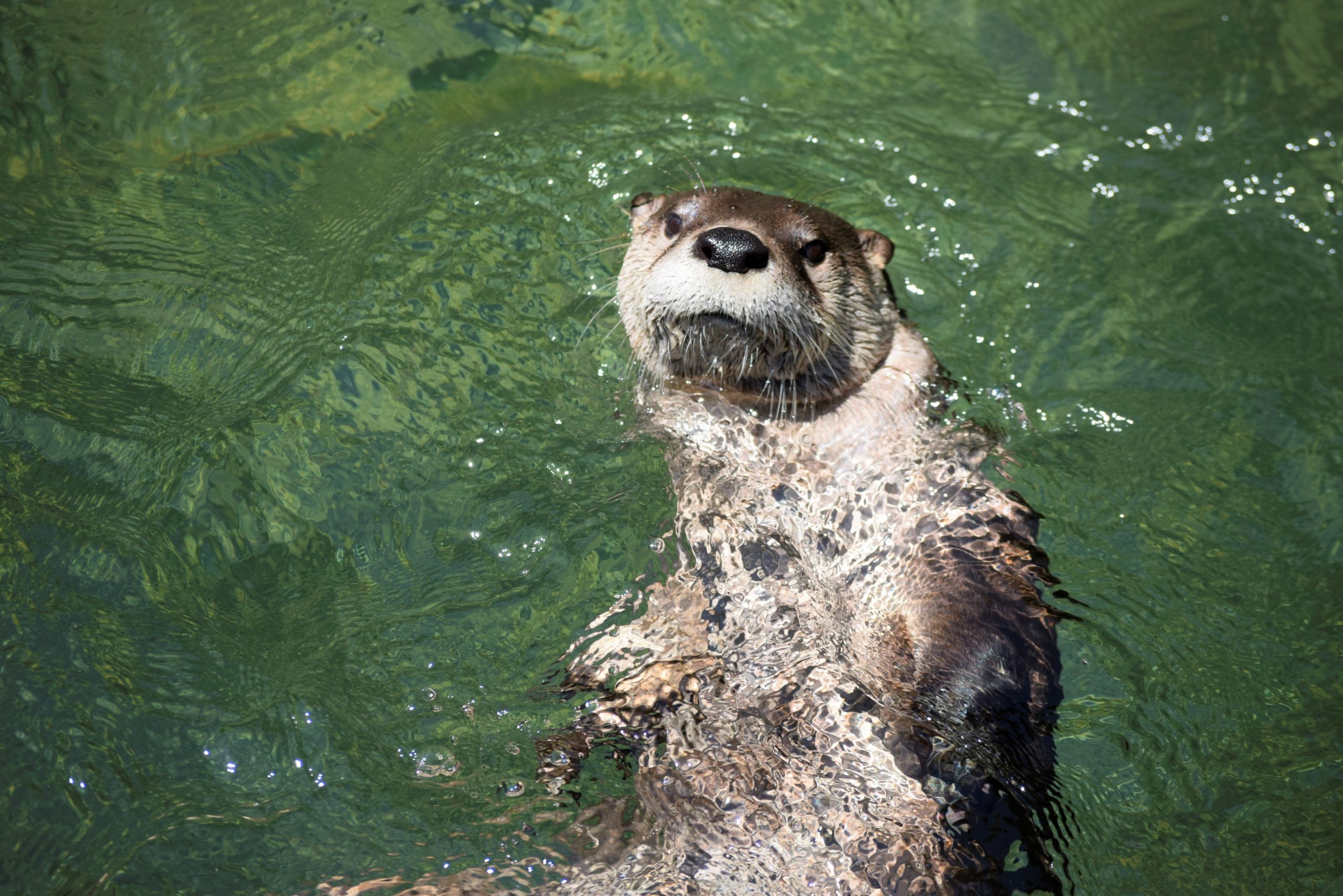 otter swimming at sequoia park zoo