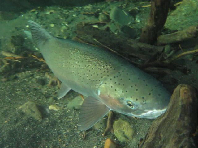 steelhead close up