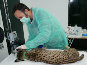 lynx vet procedure