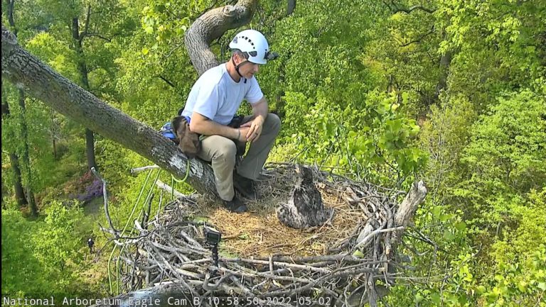 Jim Campbell-Spickler visits the National Arboretum Bald Eagle nest and introduces himself to DC9.