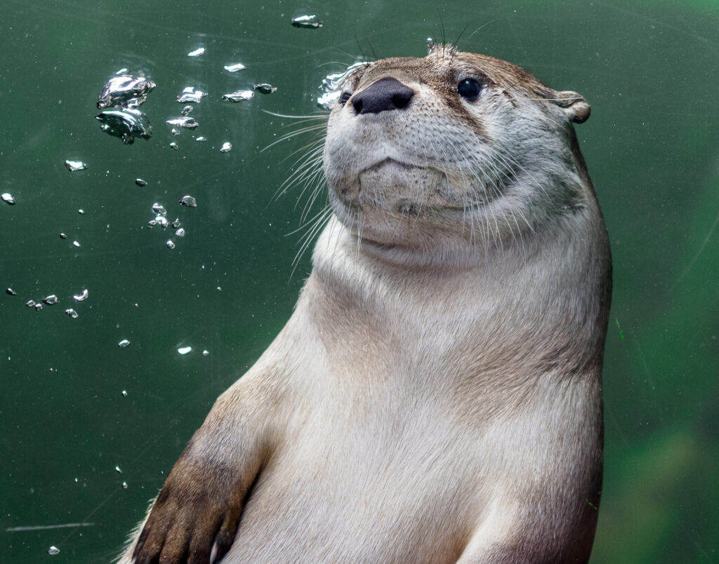 otter at watershed heros habitat sequoia park zoo Photos attached courtesy of Sequoia Park Zoo Foundation and Greg Nyquist 