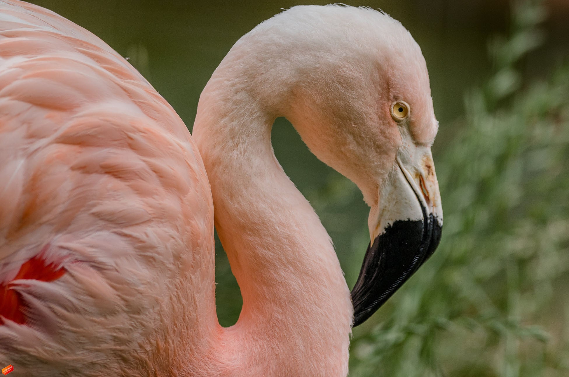 flamingo at sequoia park zoo