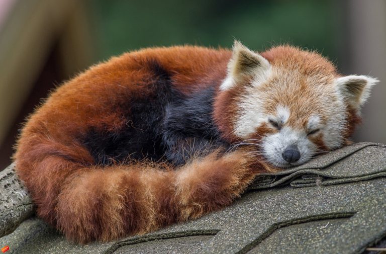 red panda sleeping at sequoia park zoo